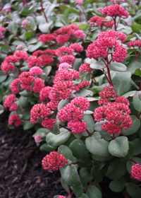 Sedum telephium 'Red Cauli'